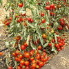 томат том красный (2).JPG